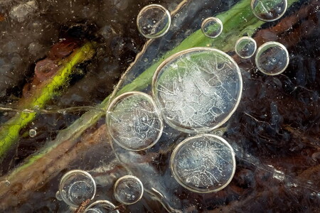 Close up photograph of beautiful air bubbles and grasses in the ice of a frozen lake in Norway