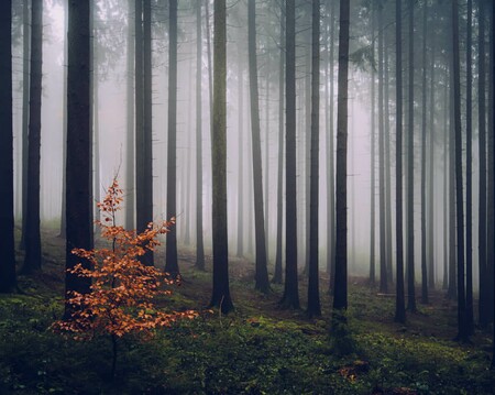 Moody forest photography of Germany