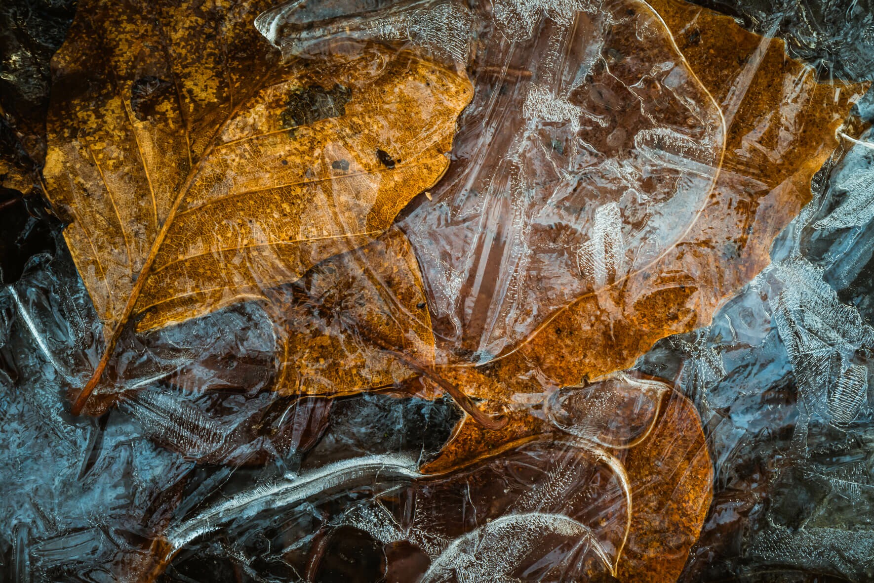 Abstract Macro Photography of Leaves in Frozen Puddle