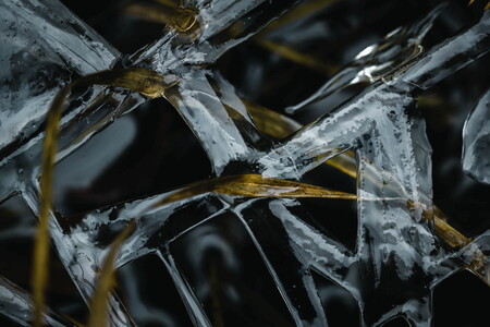 Abstract macro photography of frozen grass blades