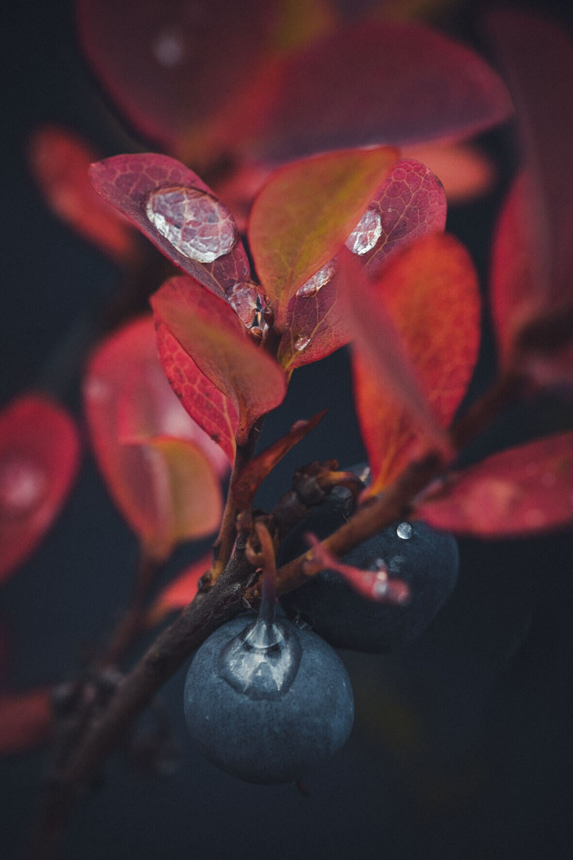 Blueberry and Red Foliage