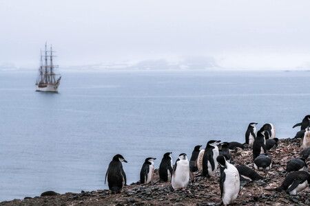 Chinstrap penguin colony in Antarctica and the Bark Europa