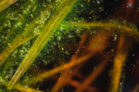 Abstract macro shots of air bubbles and leaves in a moor near Hamburg