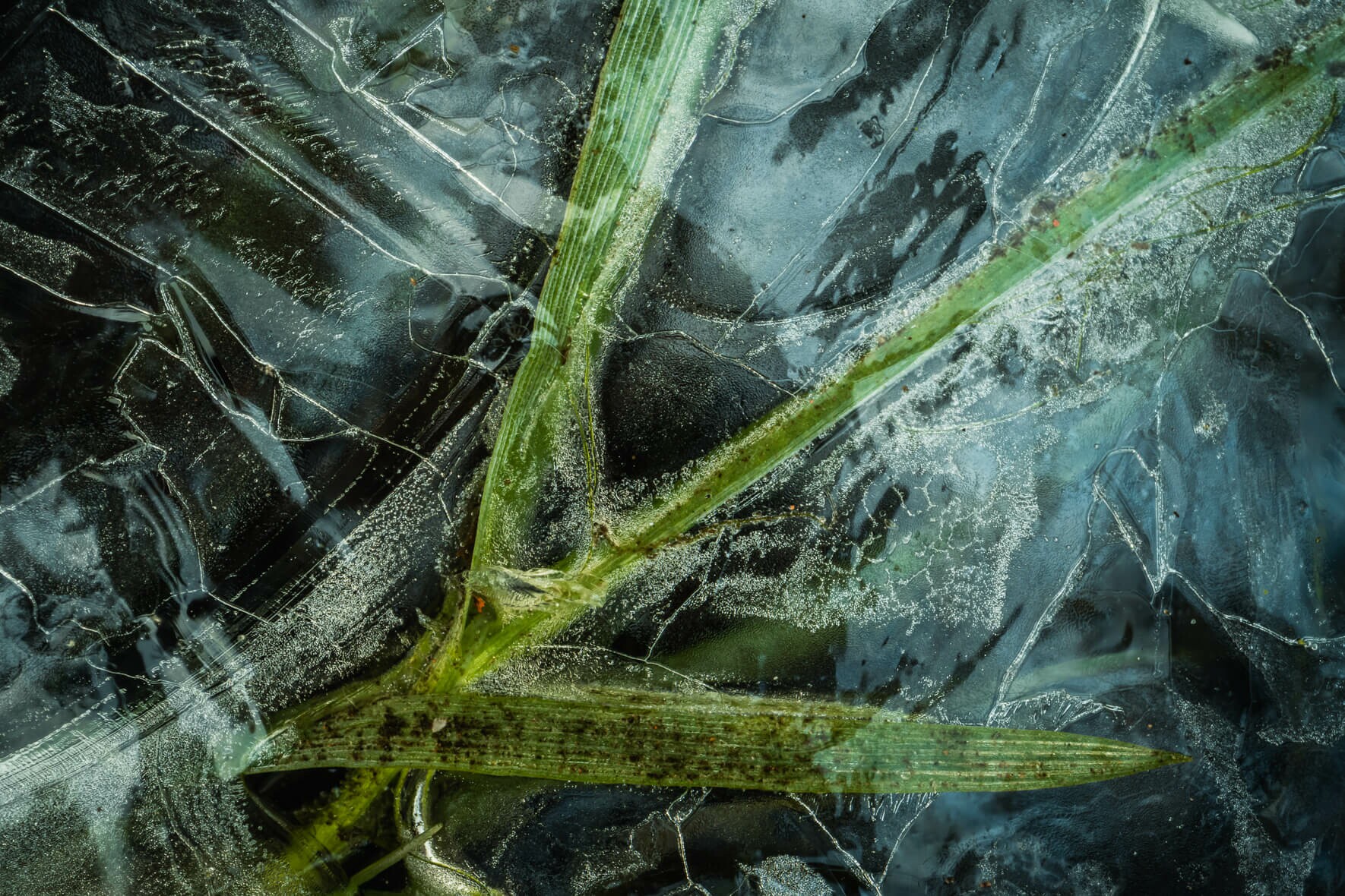 Green Leaves in Frozen Lake with Abstract Ice Texture