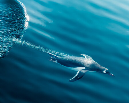 Wildlife Photography of Antarctica by Jan Erik Waider