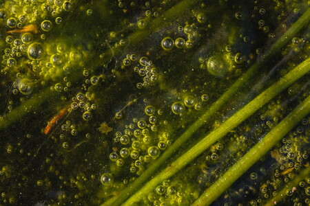 Abstract macro shots of a puddle in a moor landscape near Hamburg