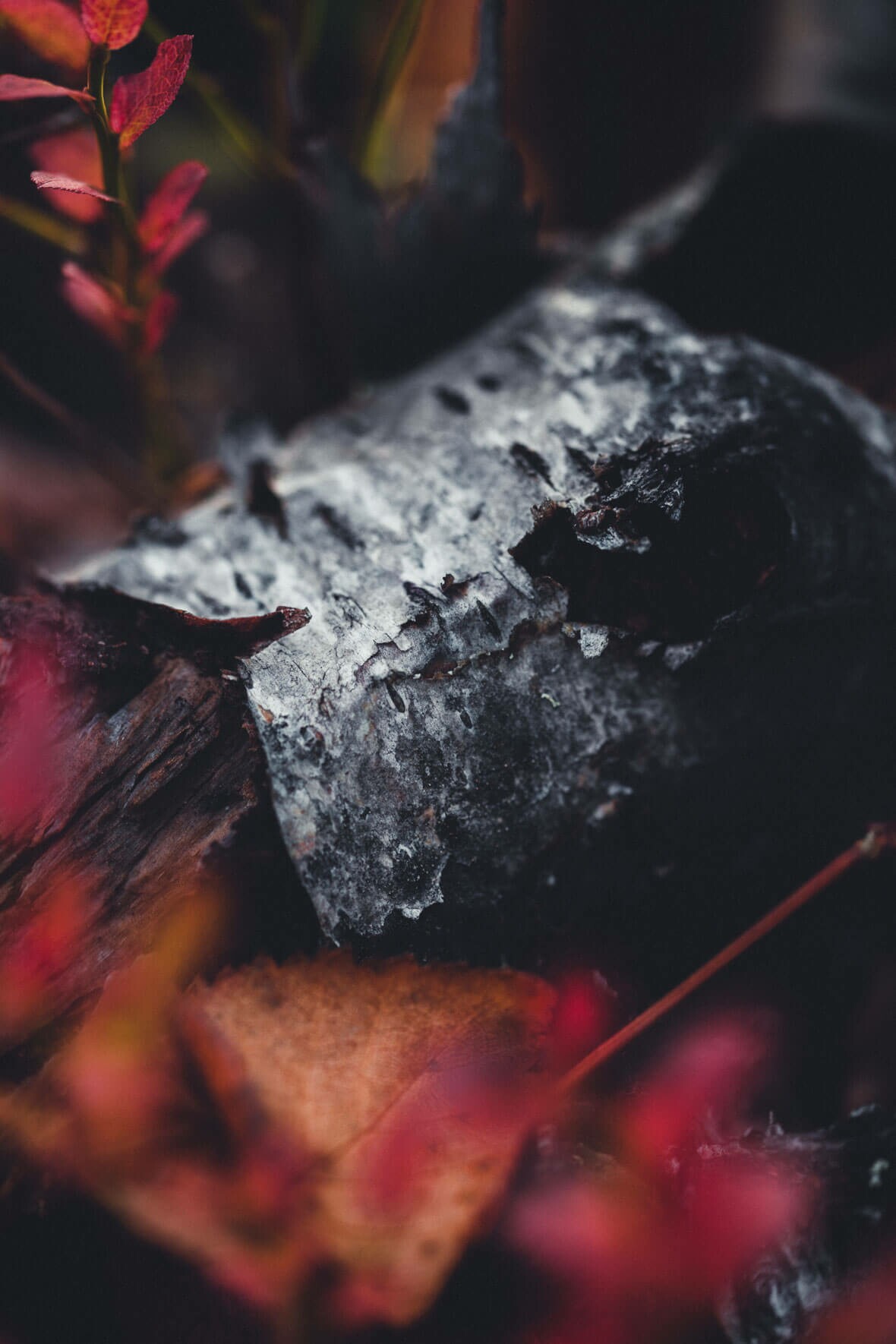 Birch Tree and Red Leaves in Autumn