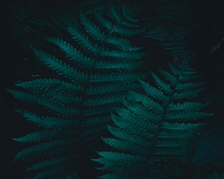 Abstract and Dark Photography of Ferns by Northlandscapes