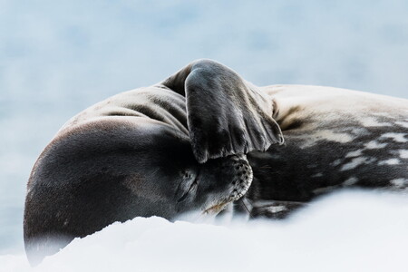 Weddell seal in Antarctica