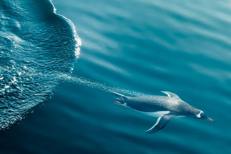 Gentoo penguin diving in Antarctic waters