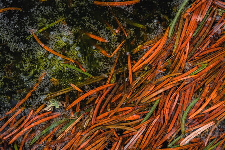 Abstract macro photography of fir needles in a puddle