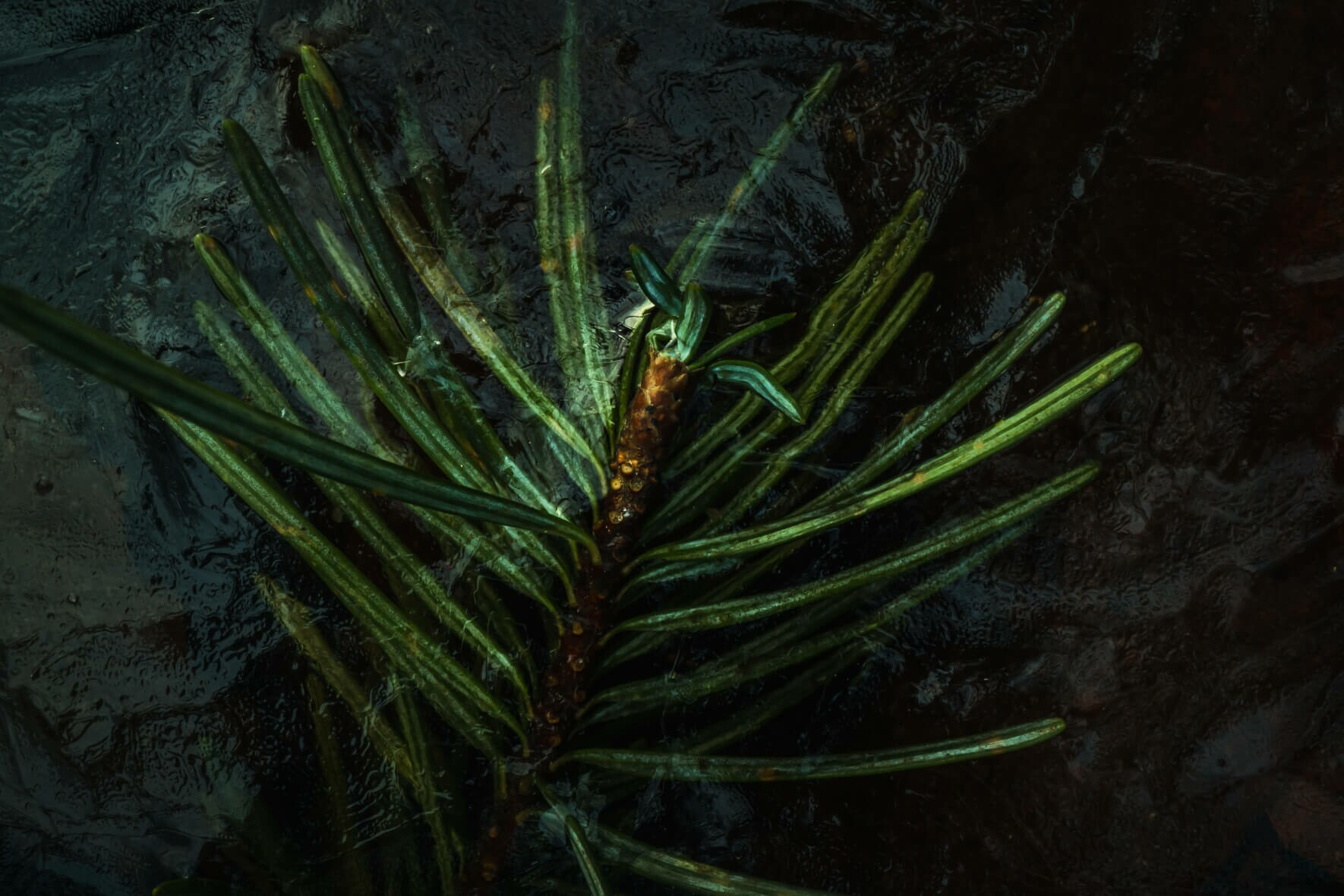 Dark Fir Leaves in Frozen Puddle