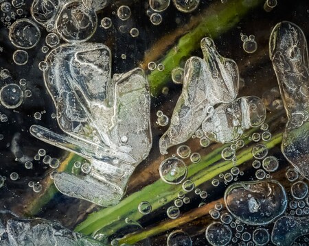 Macro image of air bubbles and grasses in the ice of a swamp area in southern Norway