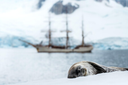 Weddell seal and tall ship Bark Europa