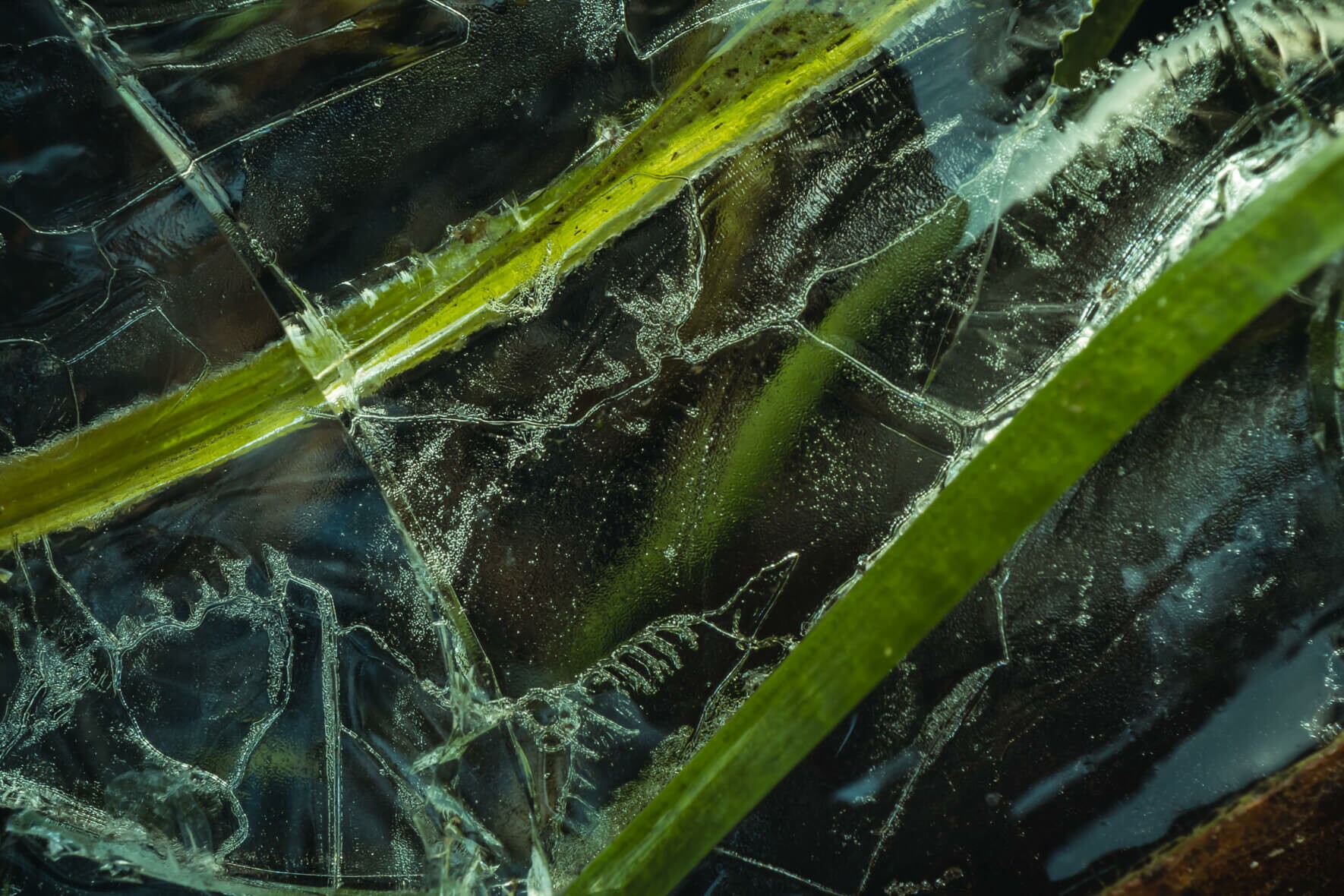 Green Leaves in Frozen Puddle