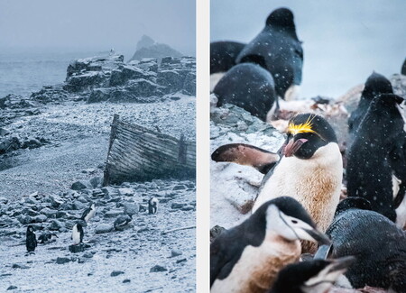 Macaroni penguin and Chinstrap penguins in Antarctica