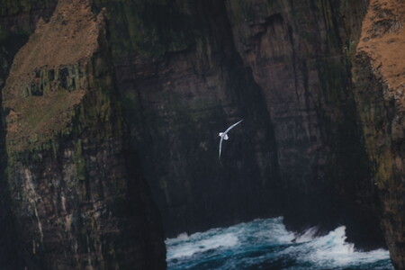 Seagull over the cliffs of the Faroe Islands