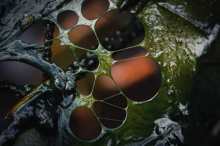 Abstract macro shots of a moor landscape in the Sachsenwald near Hamburg