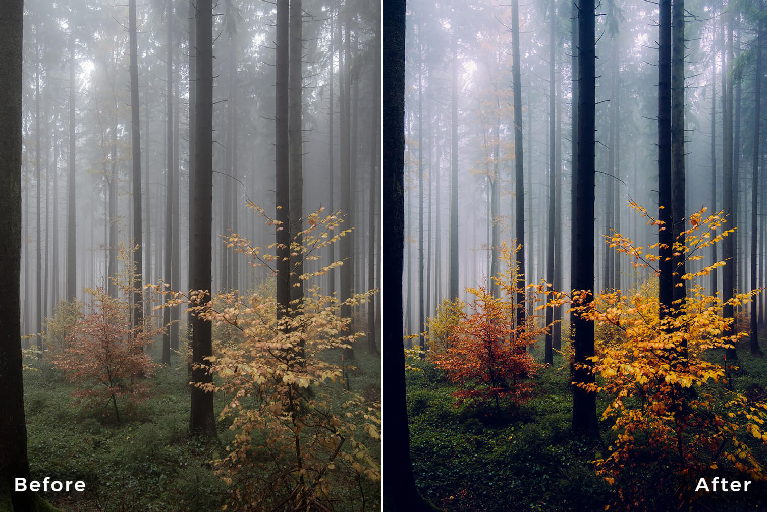 sløring Udveksle Steward Lightroom Presets for Forest & Nature Photography (Desktop & Mobile)