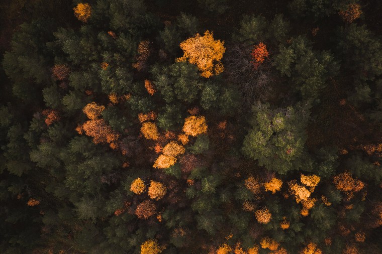 Dark Autumn Forest Lightroom Presets