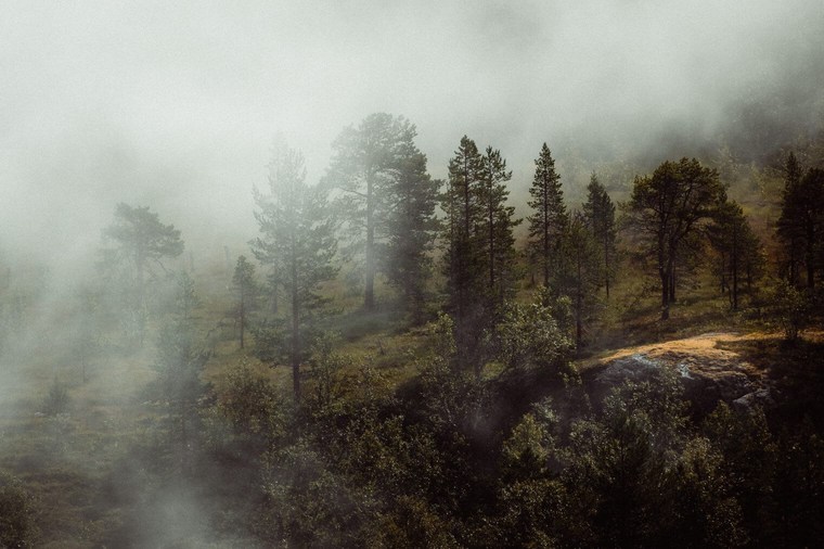 Moody Forest Landscape of Norway