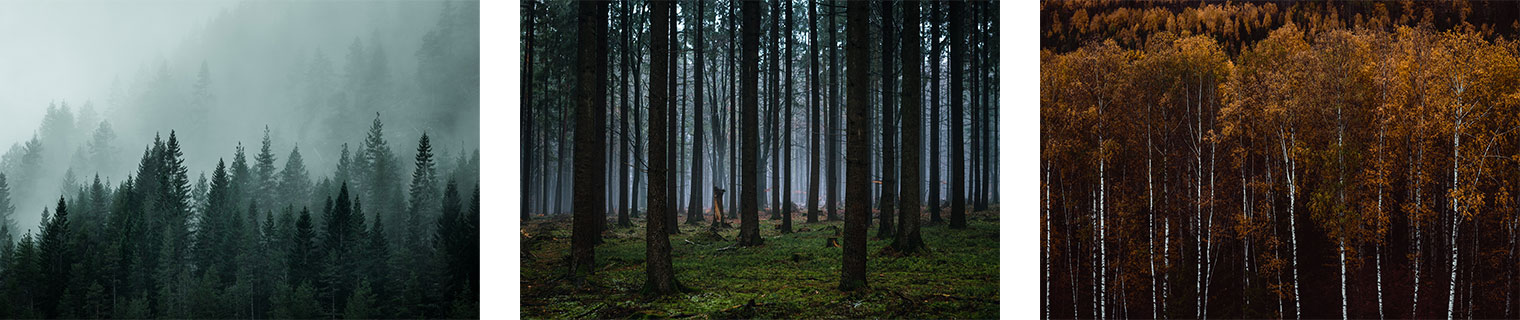 Lightroom Presets for Atmospheric Forest Photography