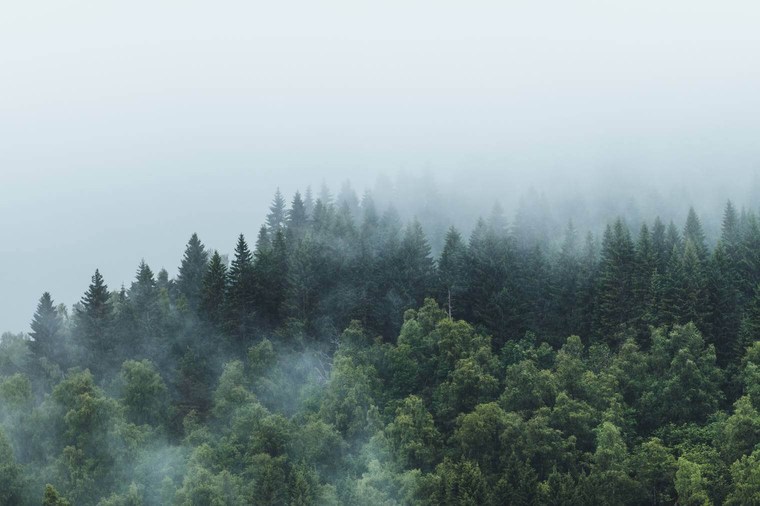 Moody Forest in the Clouds