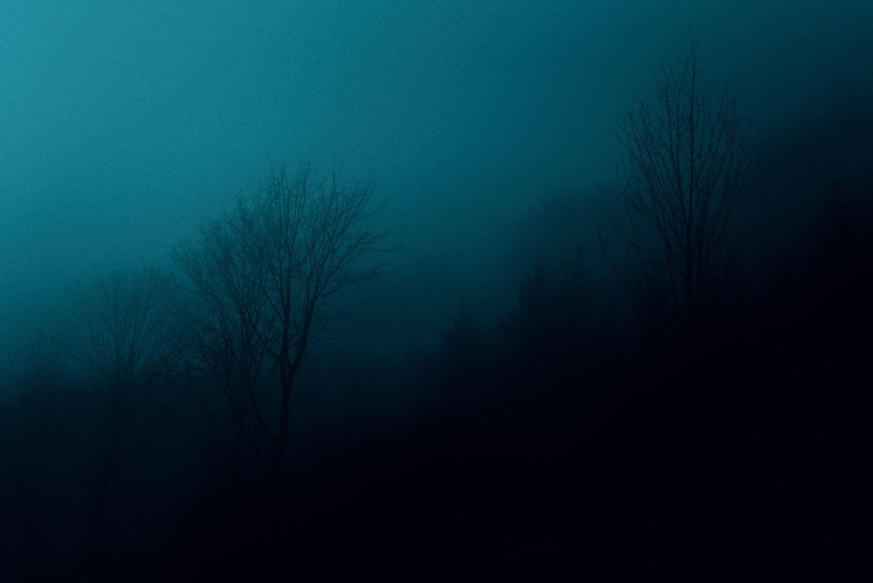 Cinematic forest scene by Jan Erik Waider