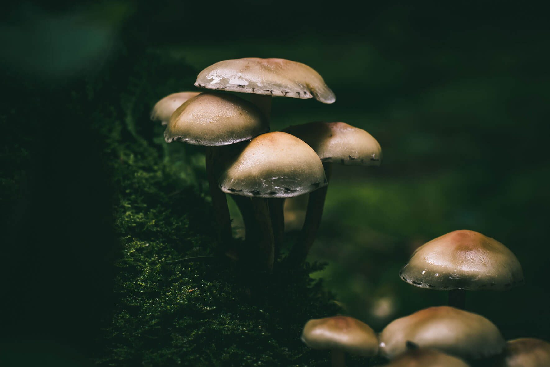 Macro view of mushrooms and leaves