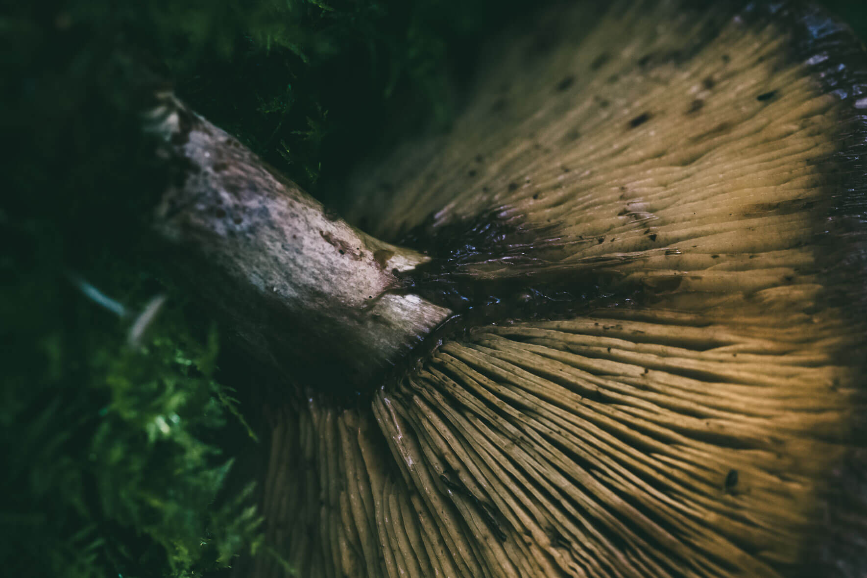 Close-up of a mushroom