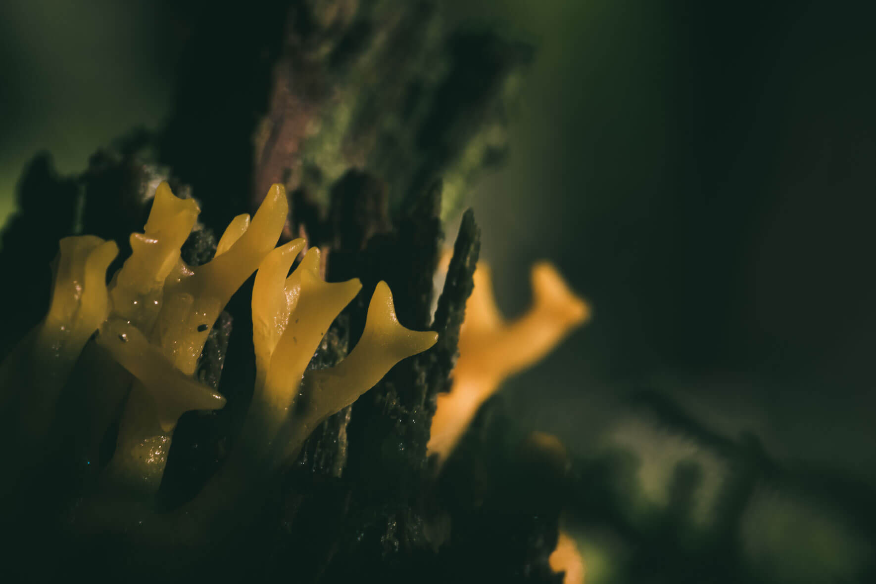 Exotic forms of yellow fungi in the forest