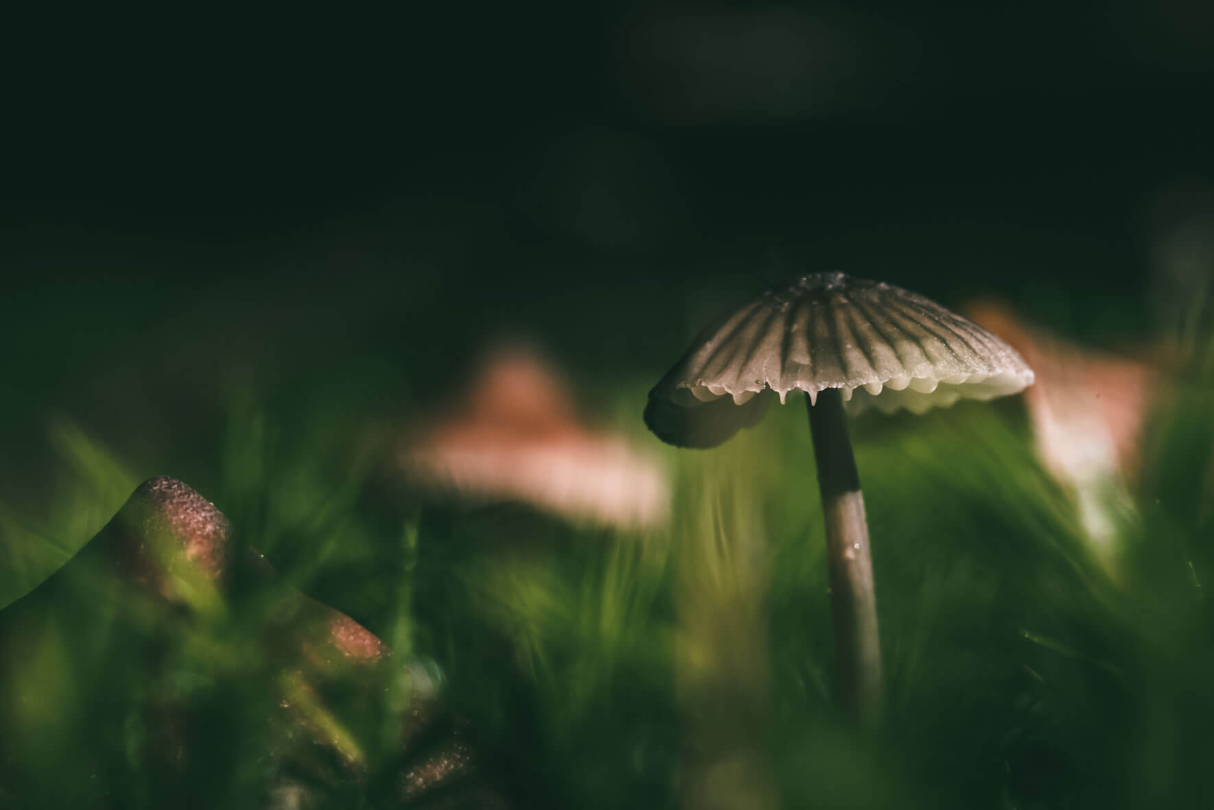 Macro shot of a mushroom in the forest