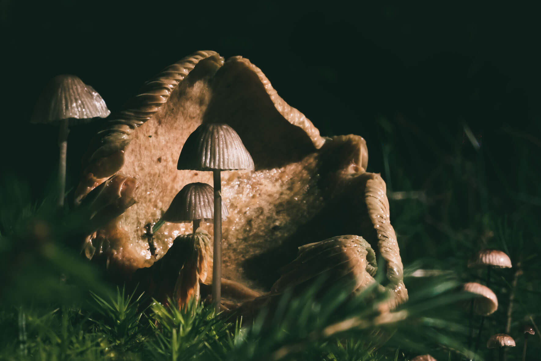 Macro photograph of mushrooms in the forest