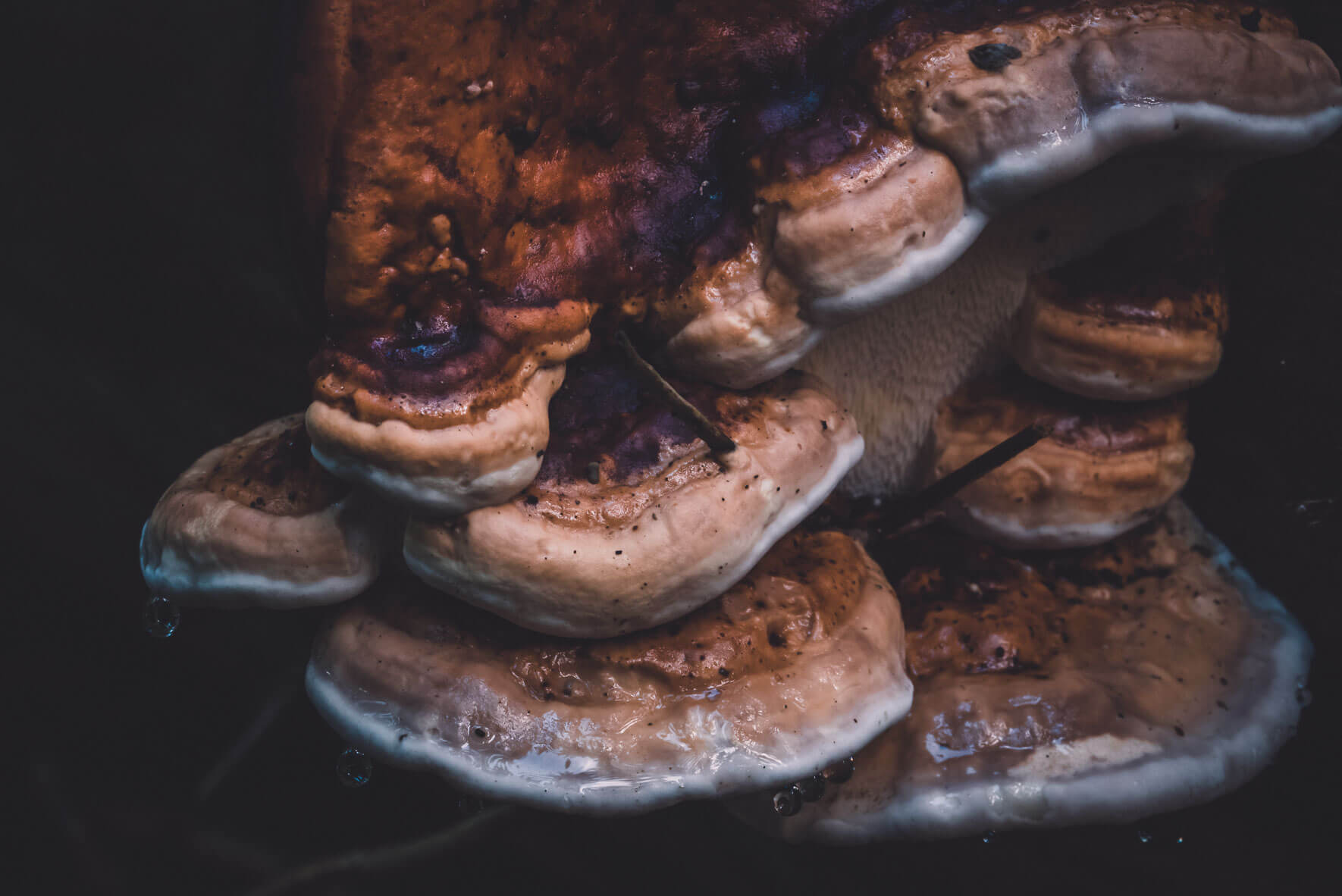 Tree mushrooms in the forest