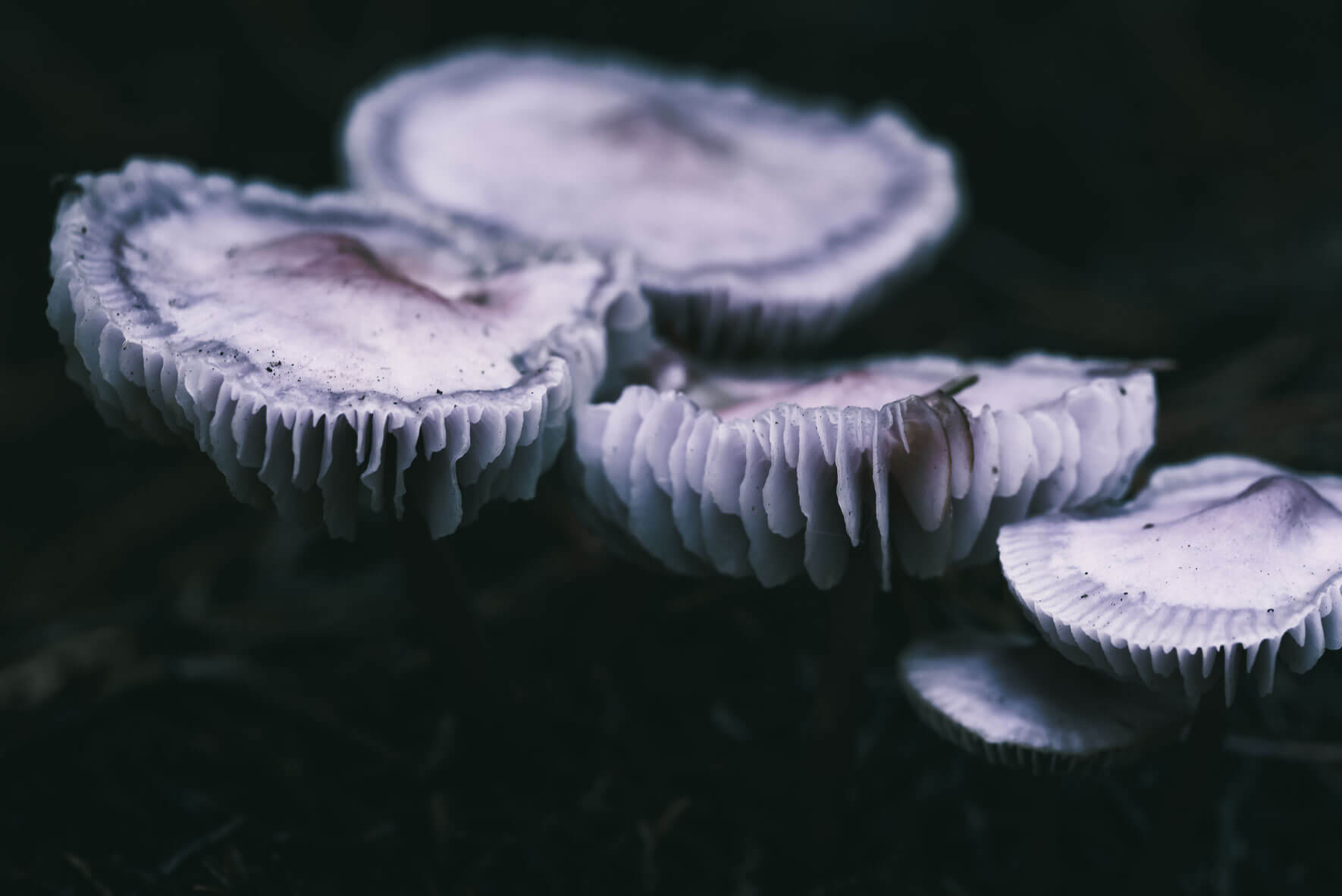 Abstract macro photograph of mushrooms