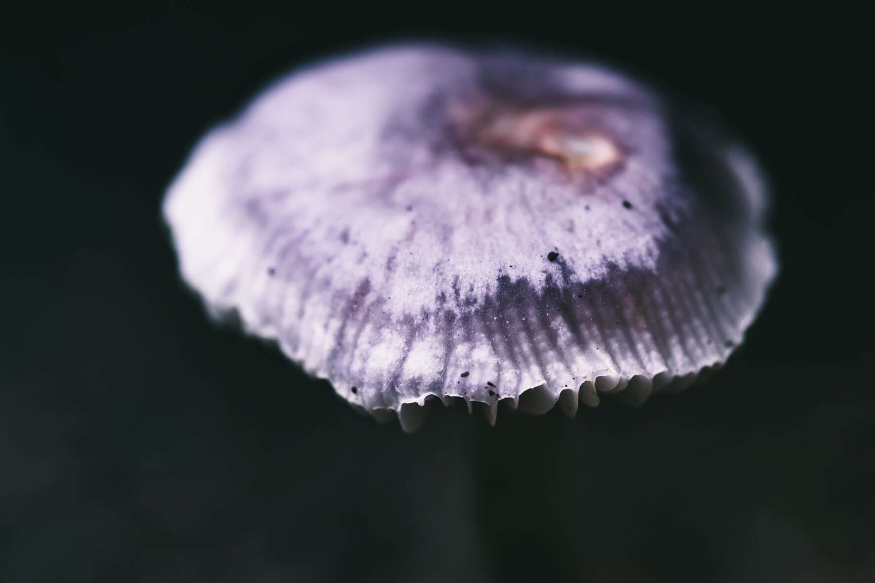 Abstract macro photograph of fungi