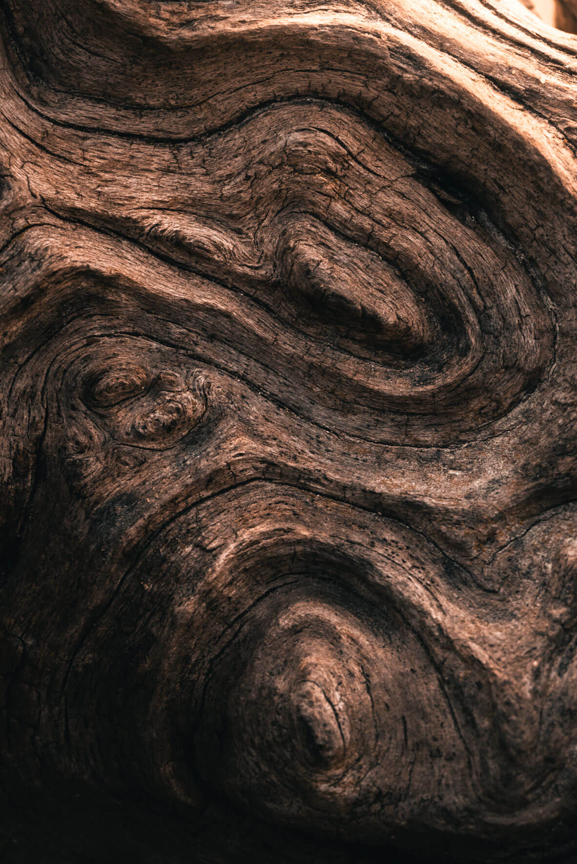 Texture of weathered driftwood along the coastline of Jasmund National Park, Germany