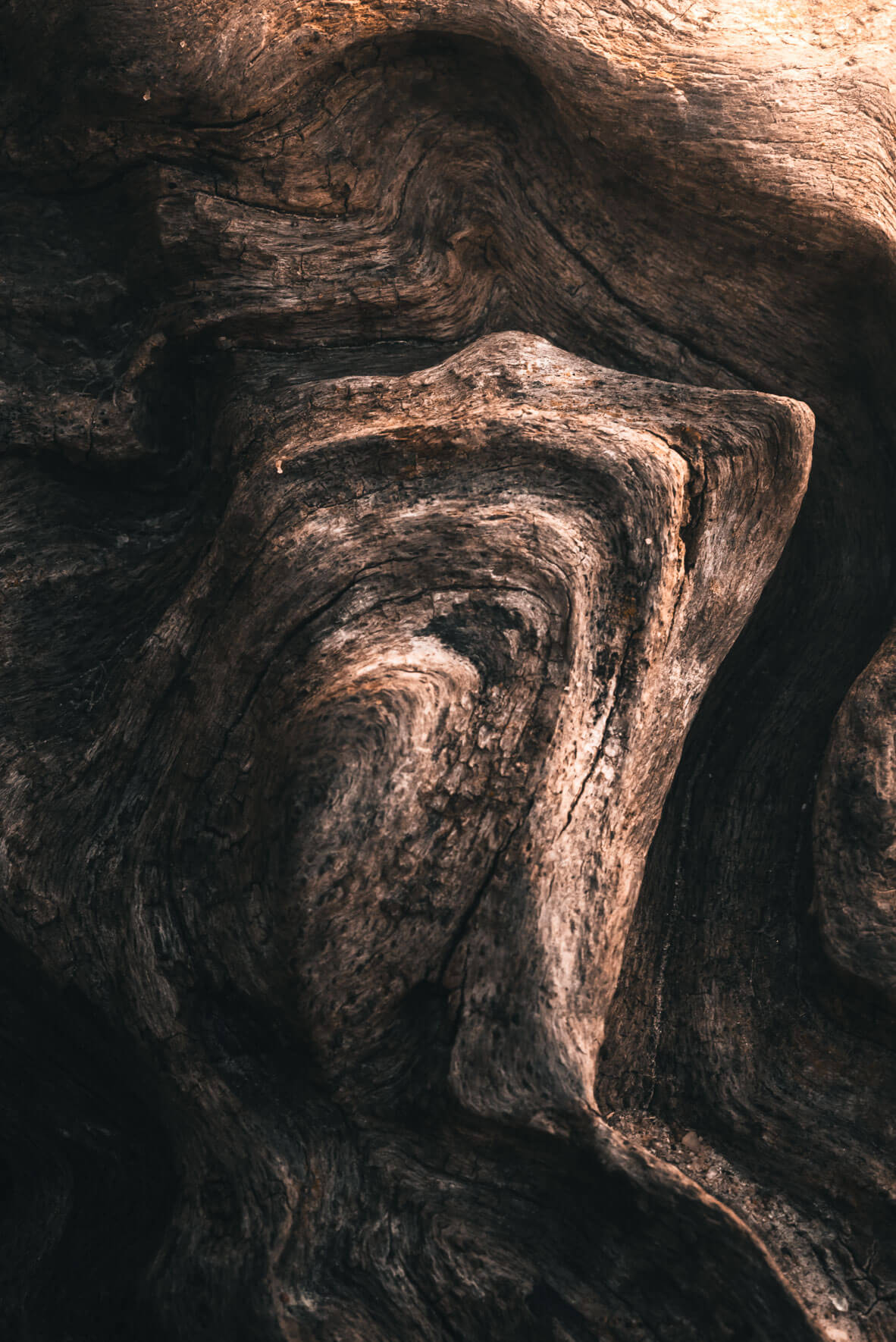 Abstract texture of weathered driftwood