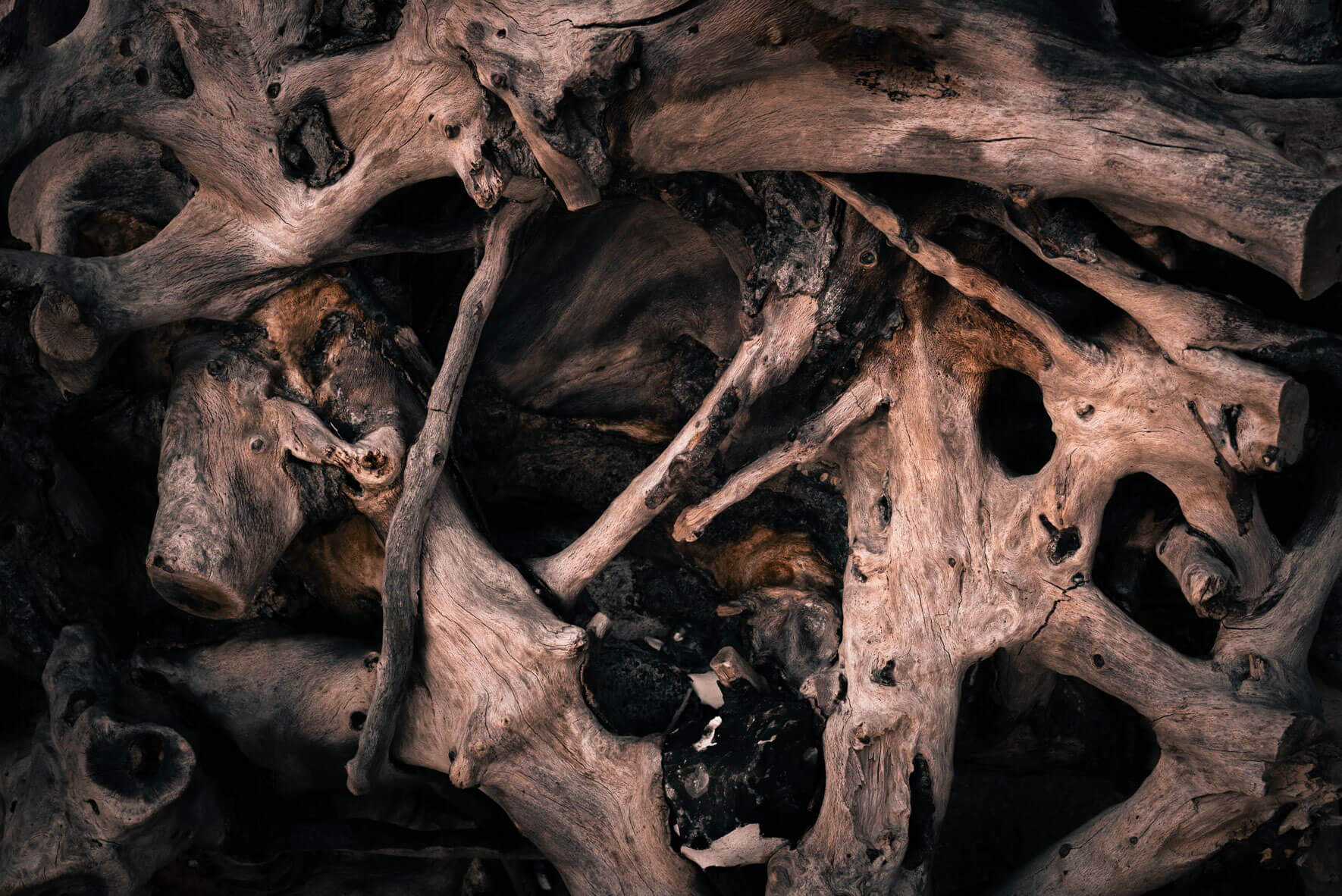 Driftwood along the coastline of the Baltic Sea