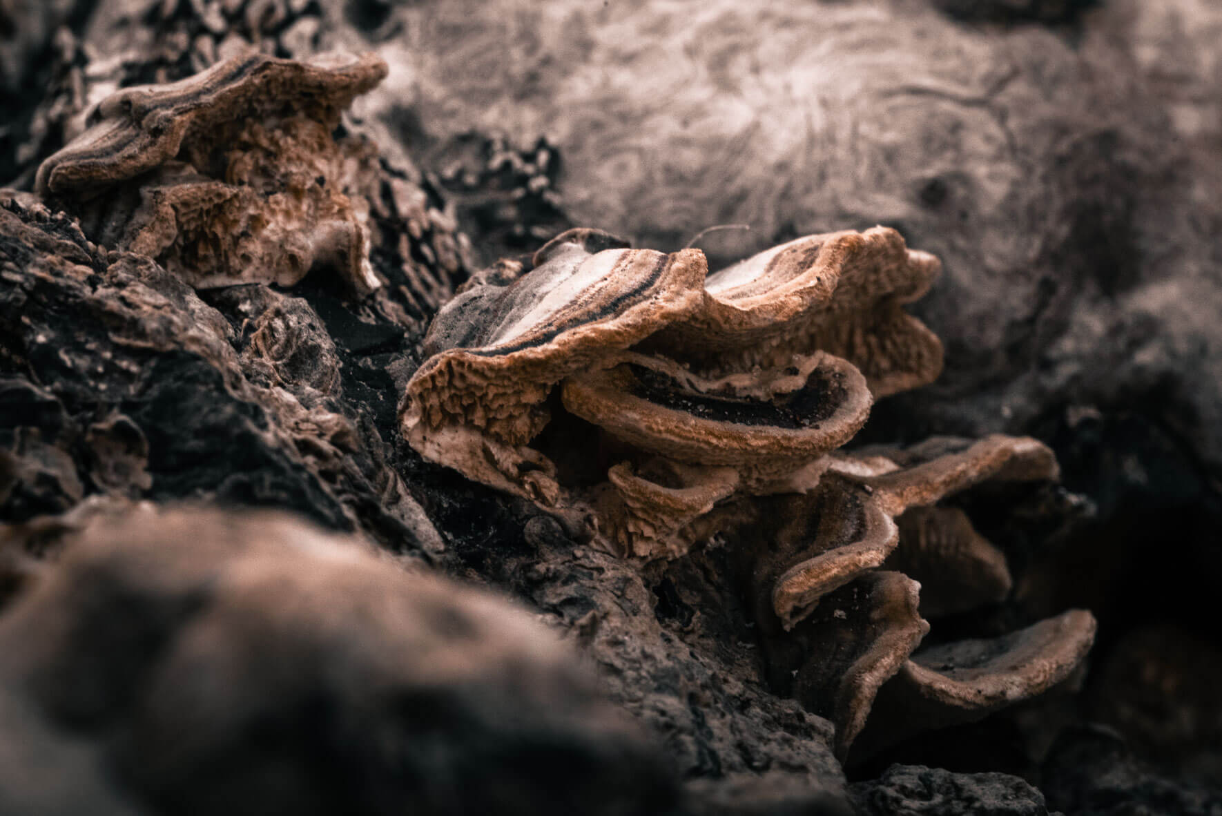 Mushrooms on driftwood along the coastline of the Baltic Sea