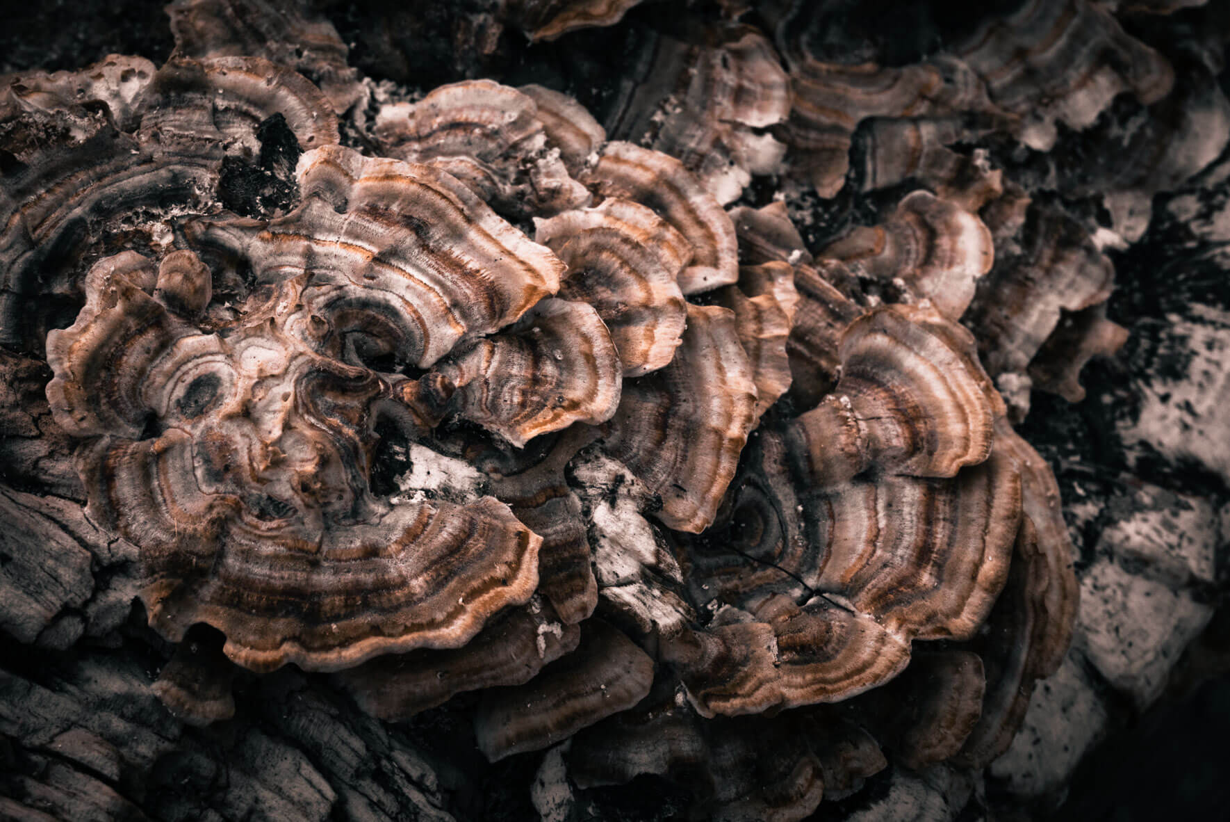 Driftwood along the coastline of the Baltic Sea