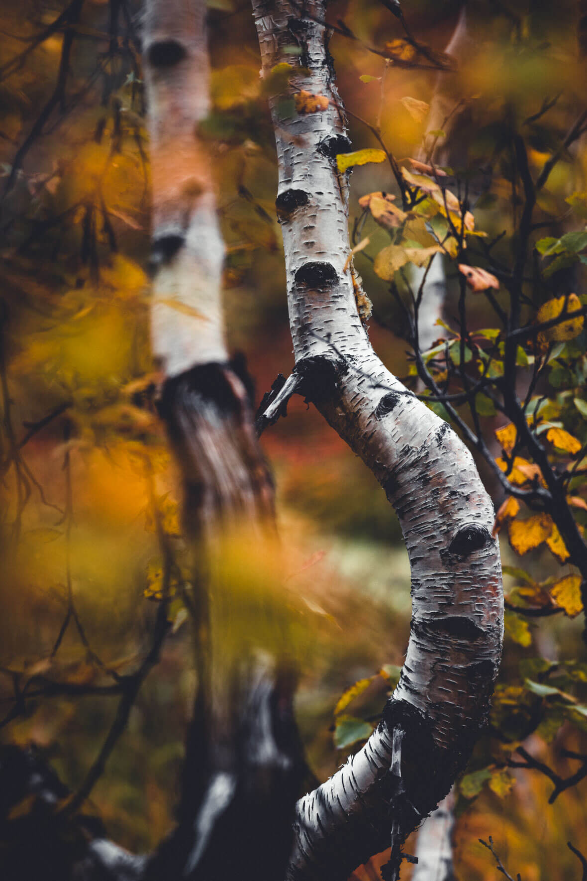 Birch Tree and Yellow Autumn Leaves