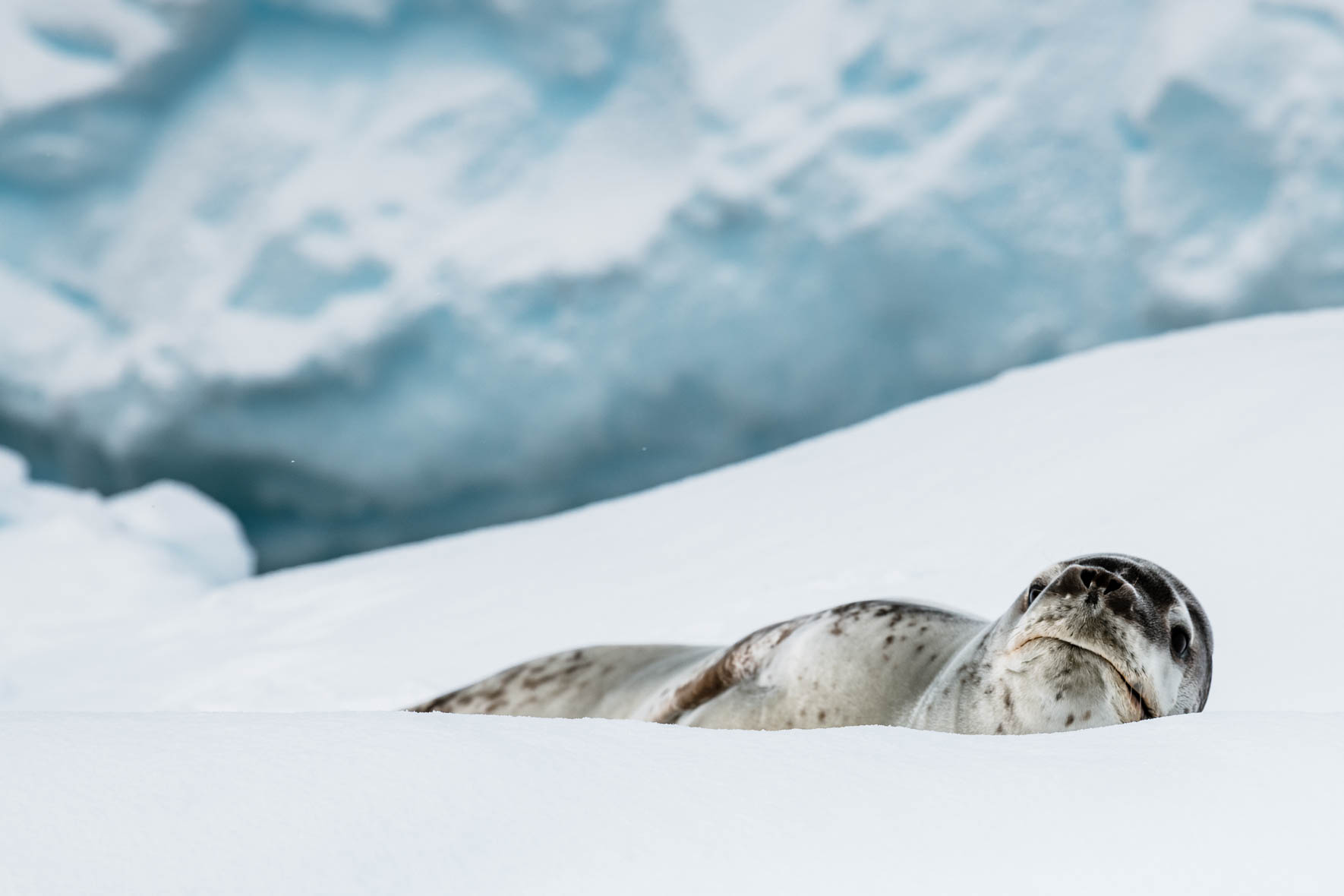 Leopard seal on iceberg in Antarctica