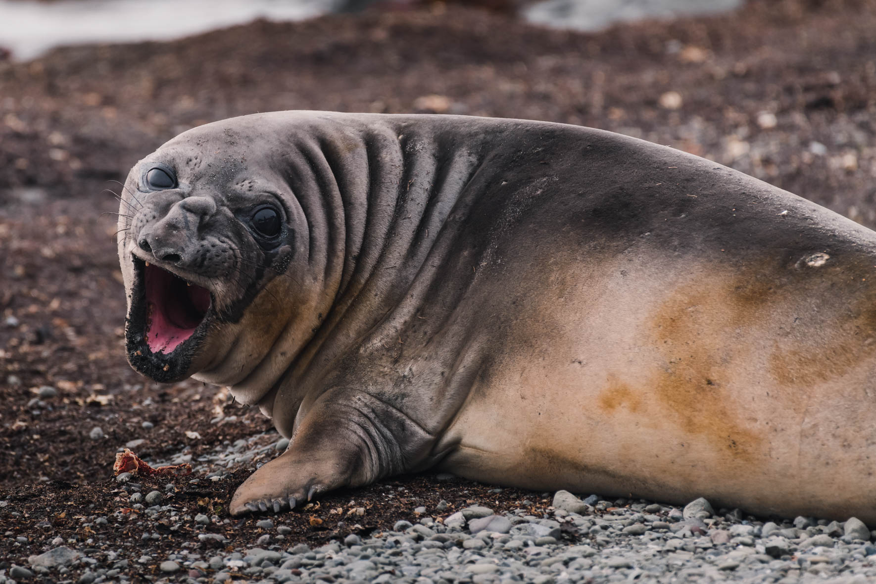 wildlife-antarctica