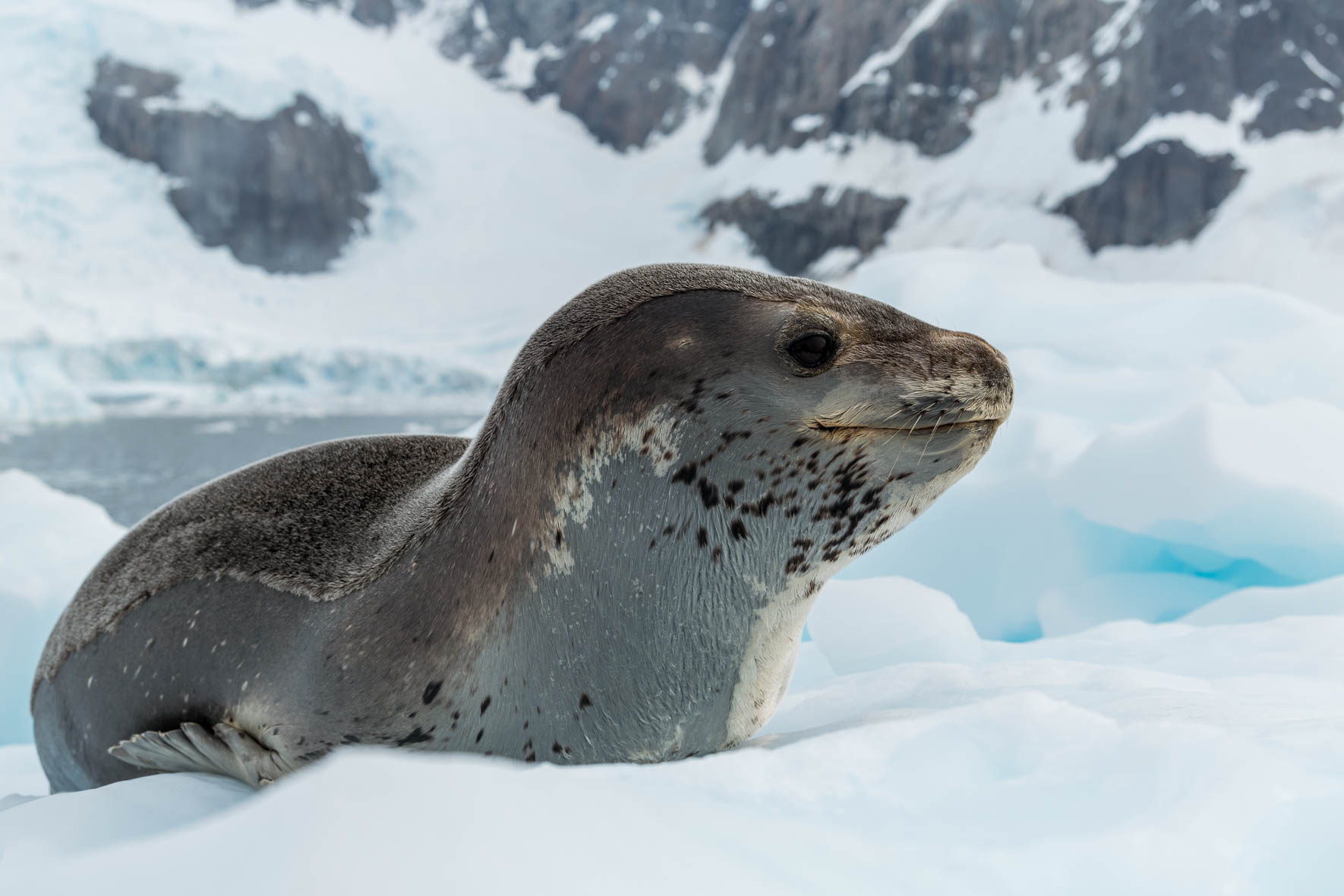 Wildlife - Antarctica - Landscape Photography by Jan Erik Waider