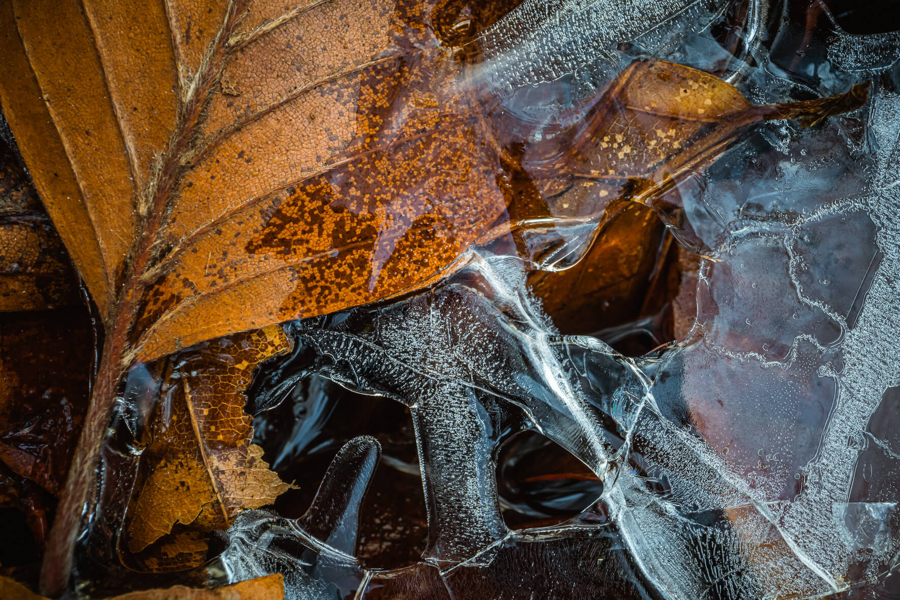 Macro Photography of Leaves in Frozen Puddle