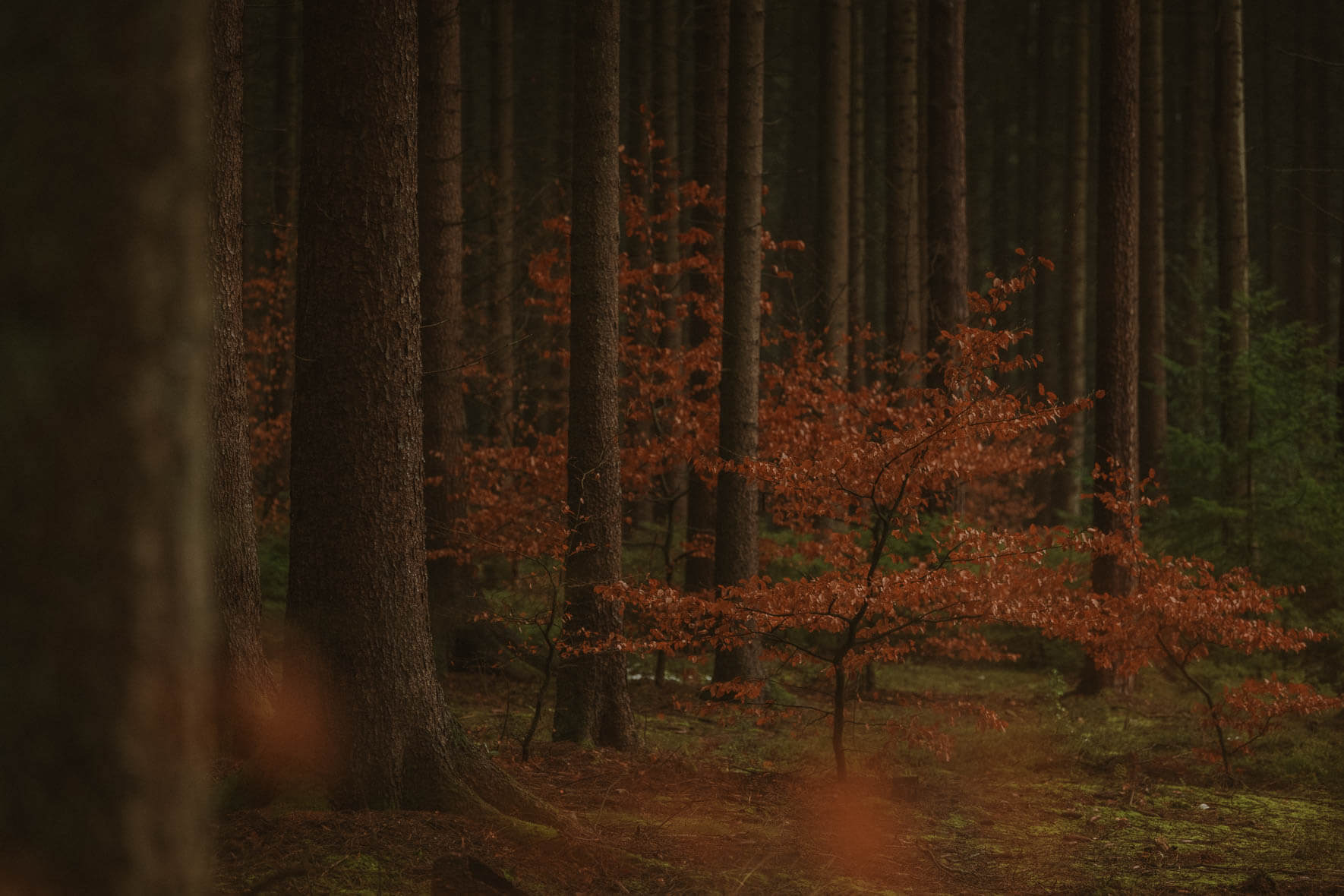 dark autumn forest