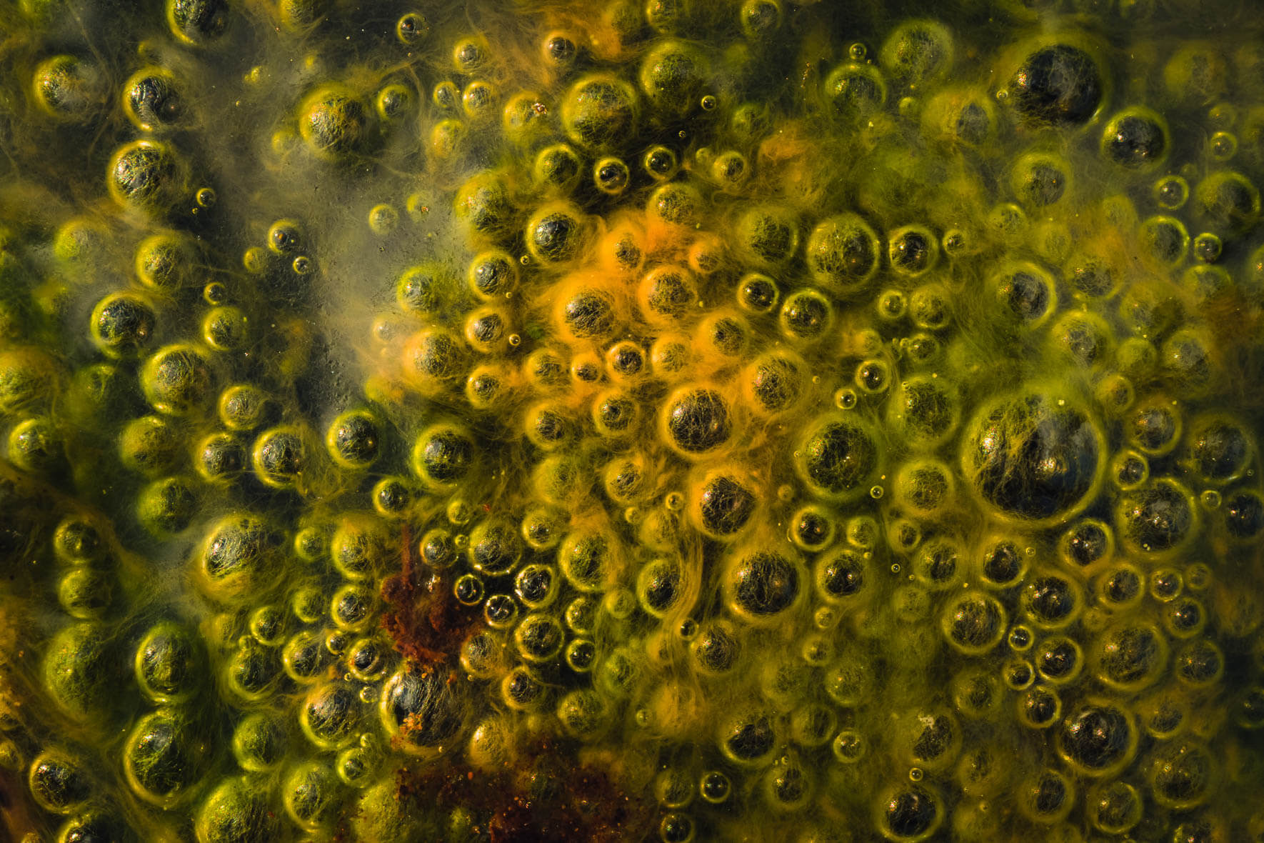Abstract macro shots of air bubbles in a moor landscape near Hamburg