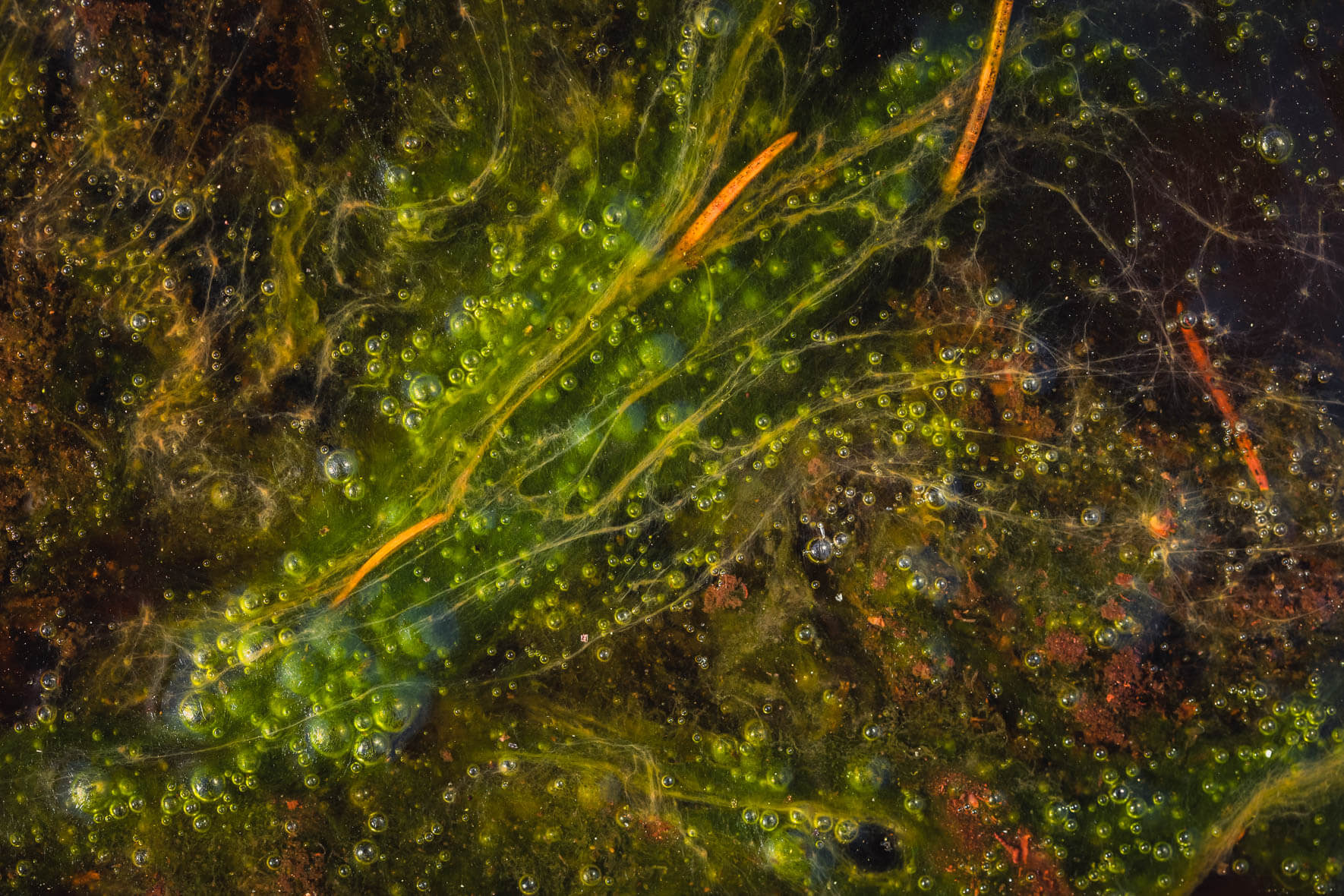 Abstract macro shots of air bubbles and leaves in a moor landscape near Hamburg