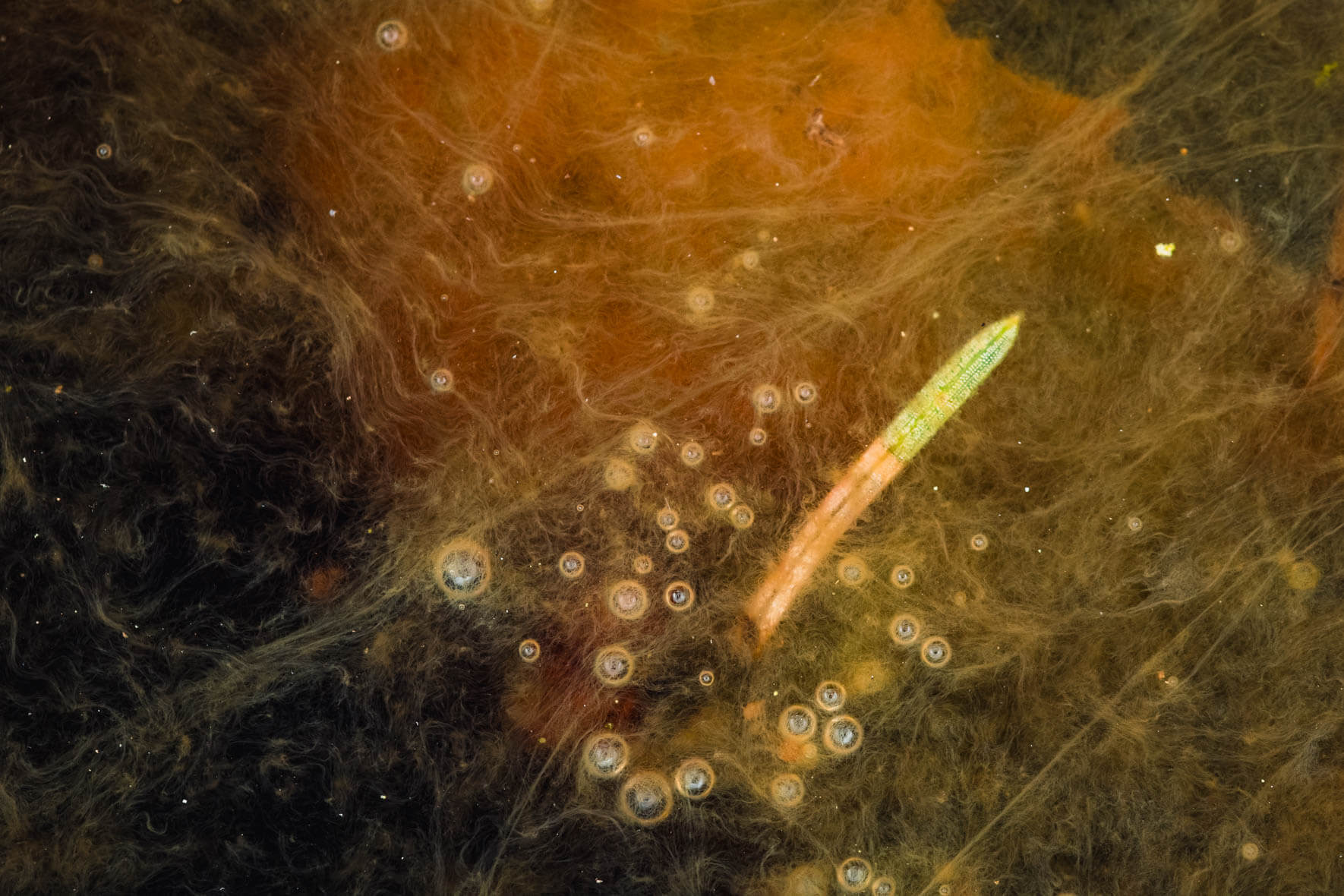 Abstract macro shots of air bubbles in a moor landscape near Hamburg